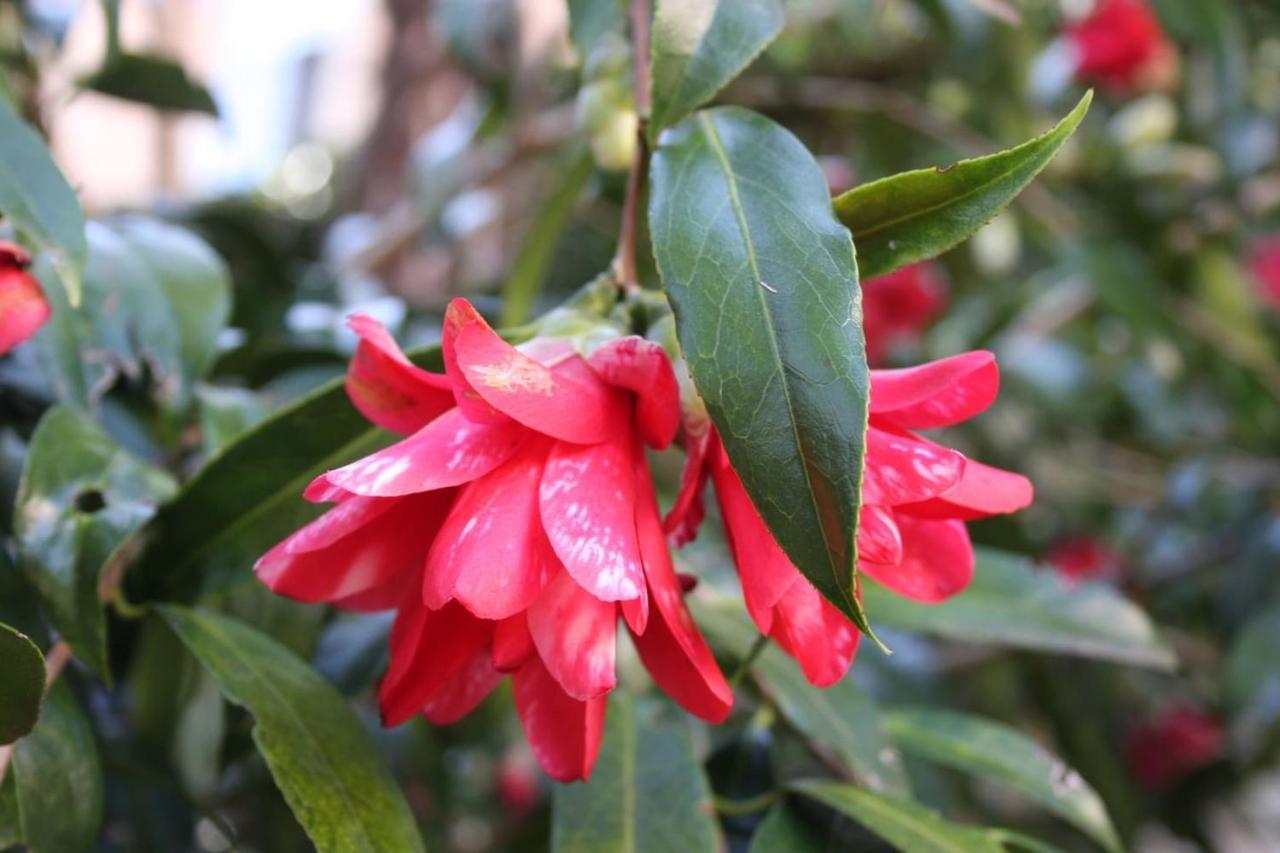 La Camelia D'Oro Διαμέρισμα Oggebio Εξωτερικό φωτογραφία