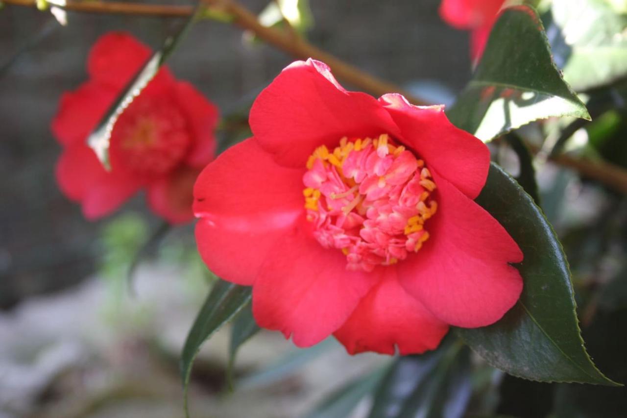 La Camelia D'Oro Διαμέρισμα Oggebio Εξωτερικό φωτογραφία
