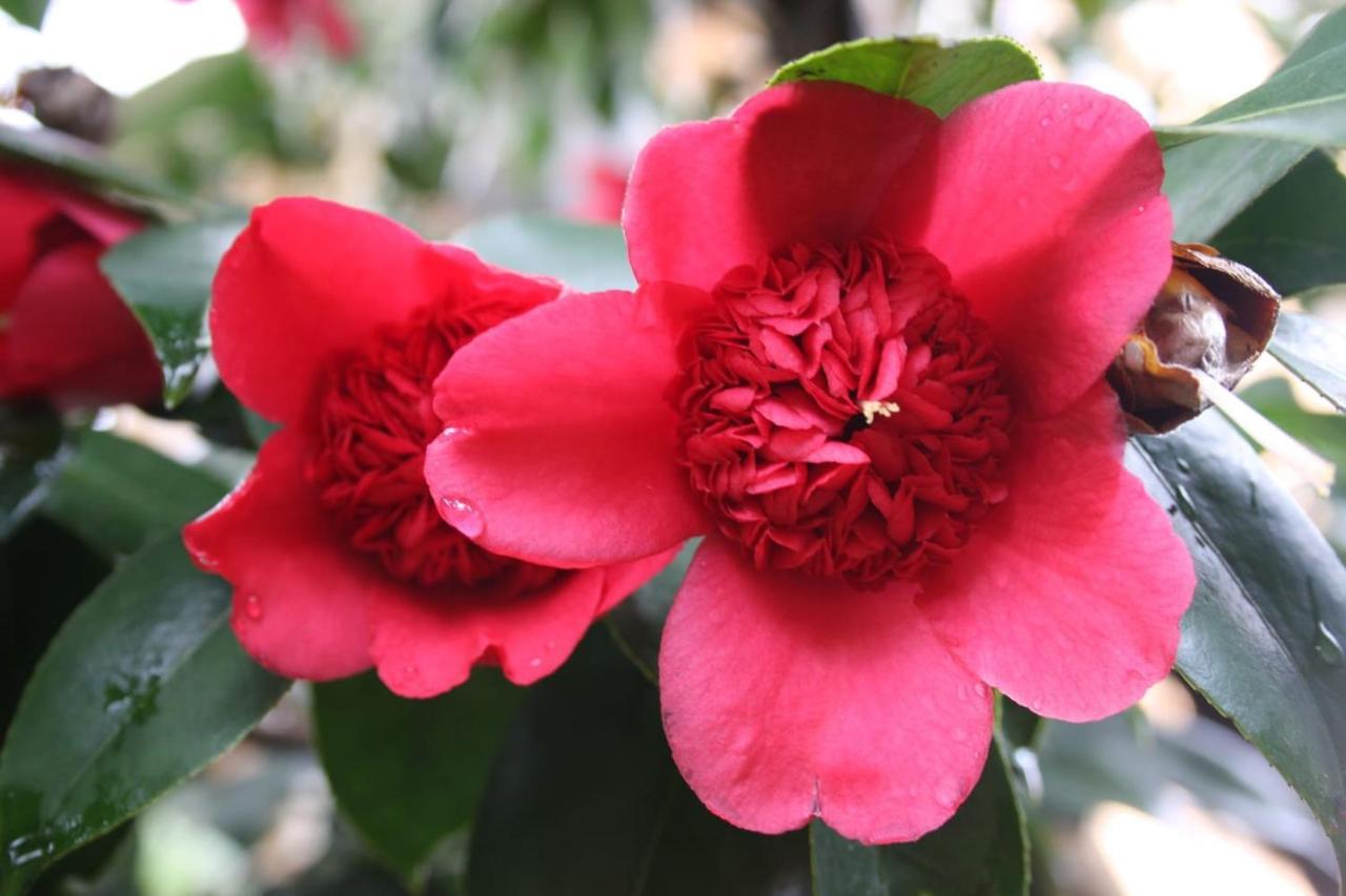 La Camelia D'Oro Διαμέρισμα Oggebio Εξωτερικό φωτογραφία