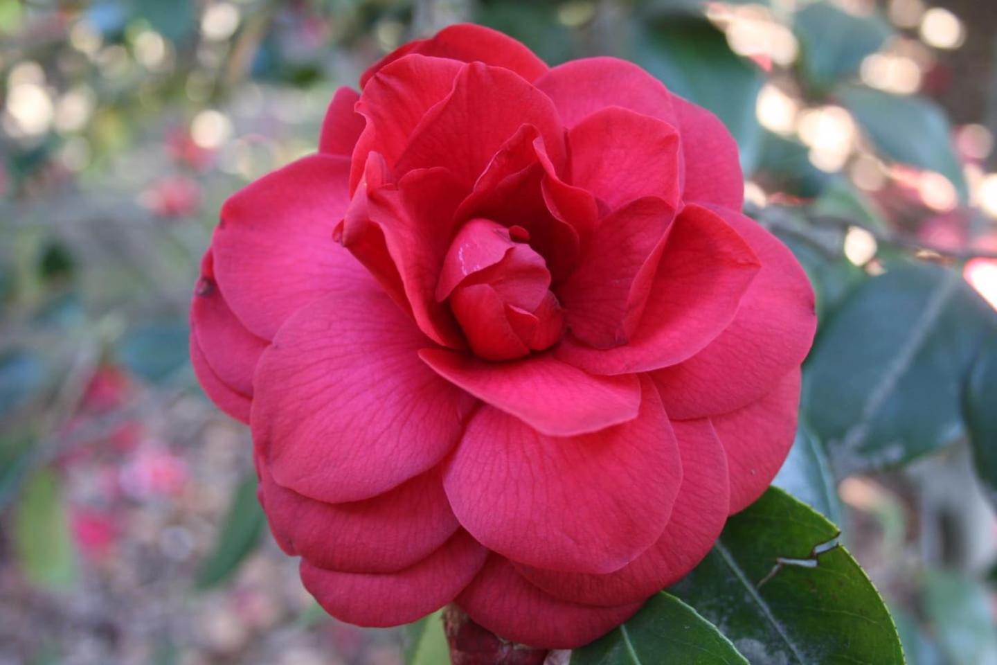 La Camelia D'Oro Διαμέρισμα Oggebio Εξωτερικό φωτογραφία